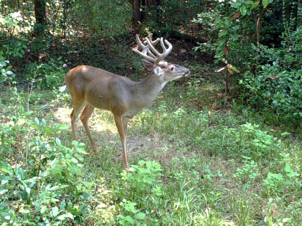 Ripple Creek Dr, Coldspring, Texas image 10