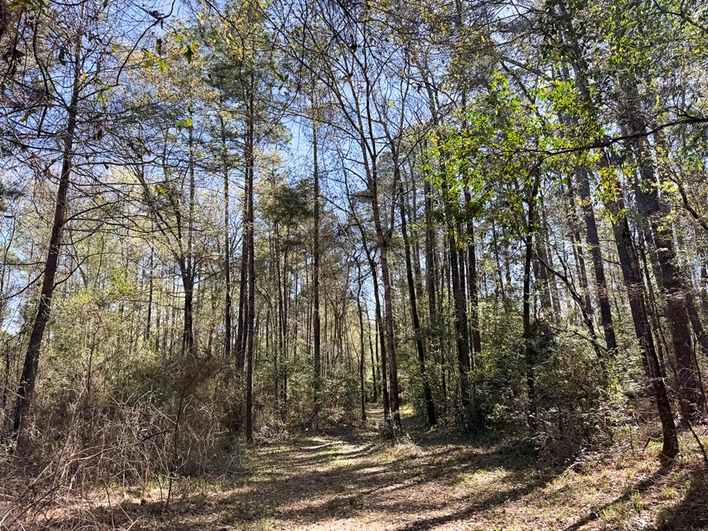 Ripple Creek Dr, Coldspring, Texas image 32
