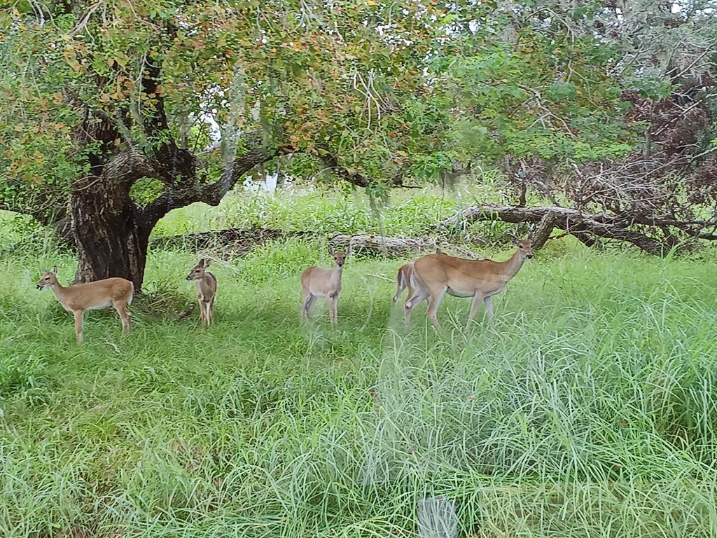 Pony Trail Trail, Angleton, Texas image 14