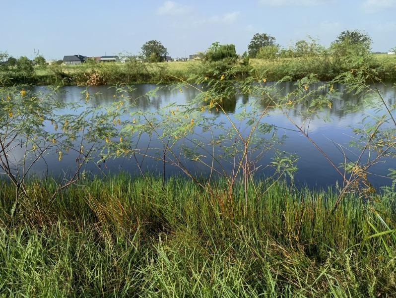 Palomino Trail, Angleton, Texas image 4