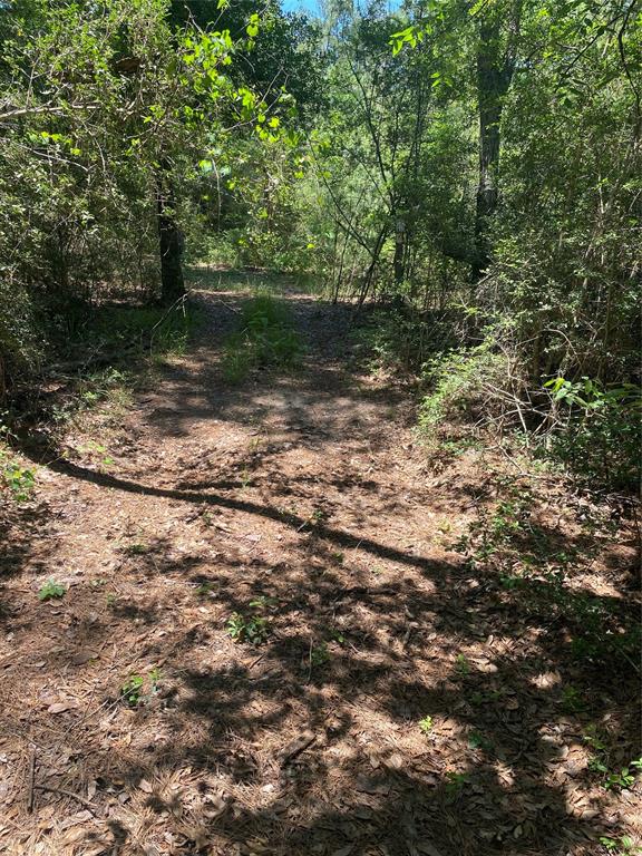 14628 Shadows End Drive, Plantersville, Texas image 4
