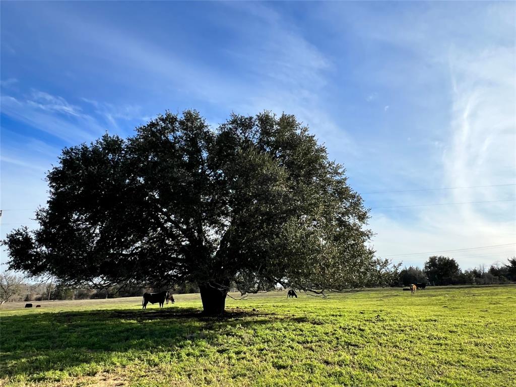 TBD Oil Field Road, Brenham, Texas image 4