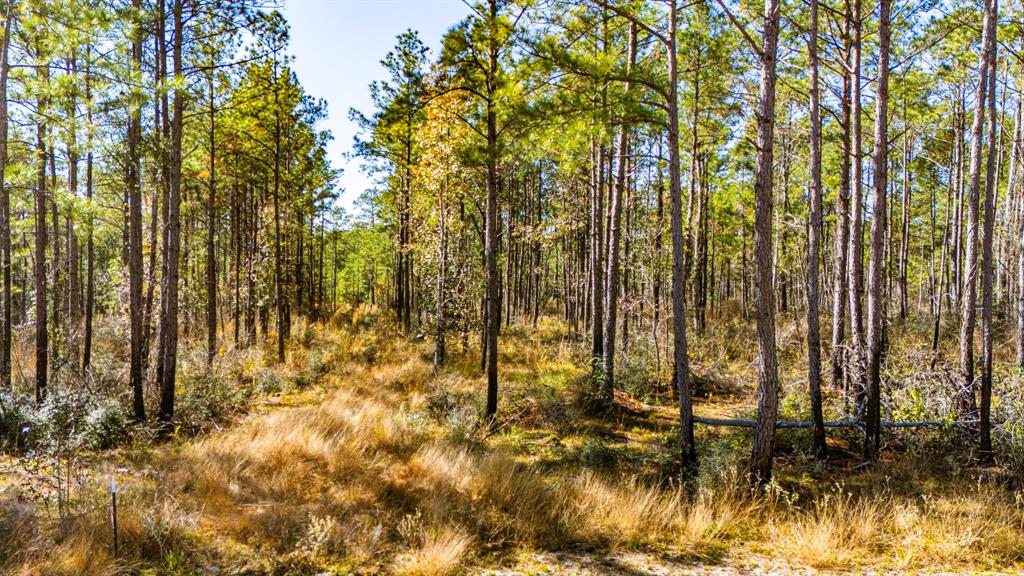 027 King Ranch Road South Road, Onalaska, Texas image 9