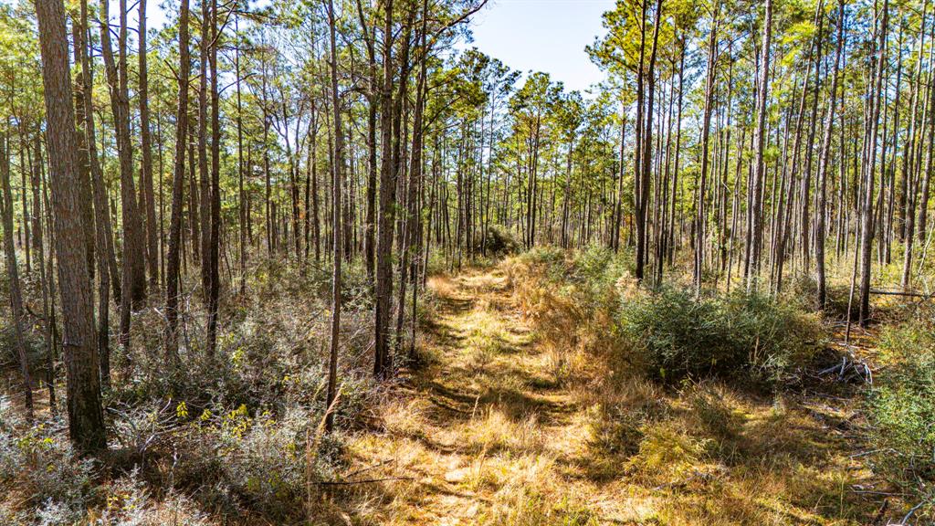 027 King Ranch Road South Road, Onalaska, Texas image 11