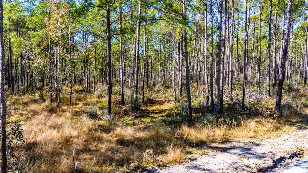 027 King Ranch Road South Road, Onalaska, Texas image 8