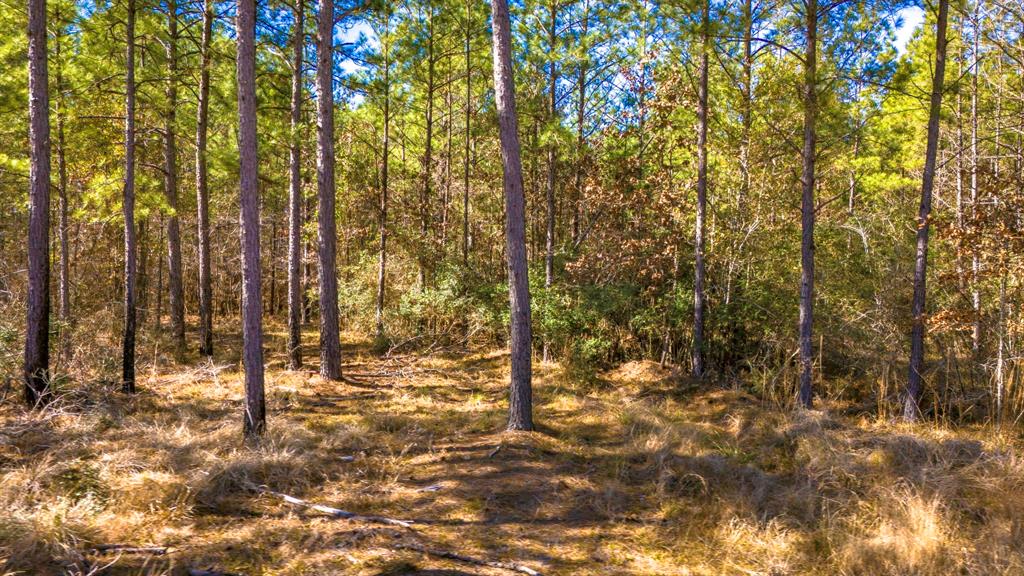 042 Sportsman Retreat Road Road, Onalaska, Texas image 7