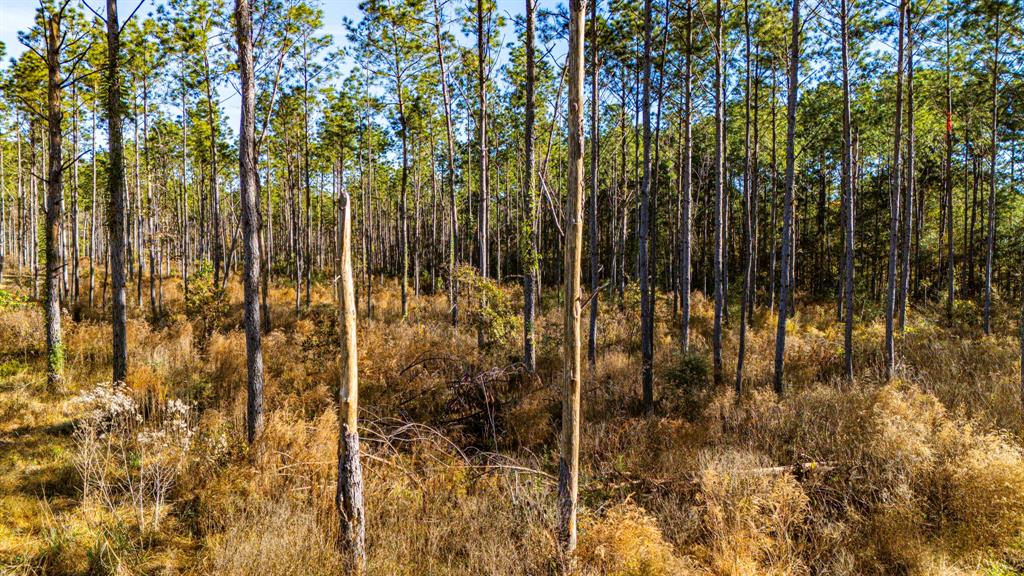 0019 Big Buck Drive, Moscow, Texas image 7