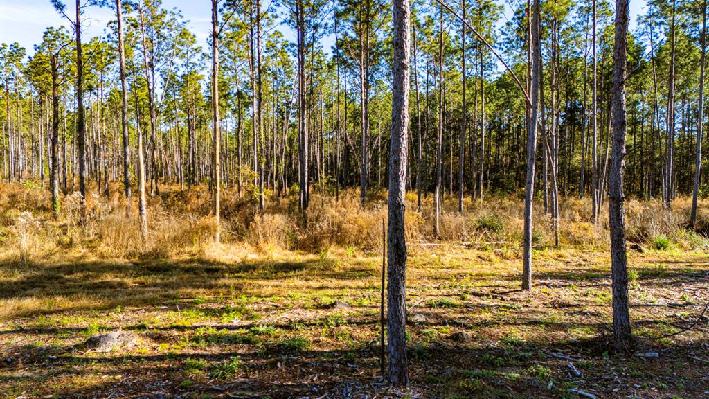 0019 Big Buck Drive, Moscow, Texas image 6