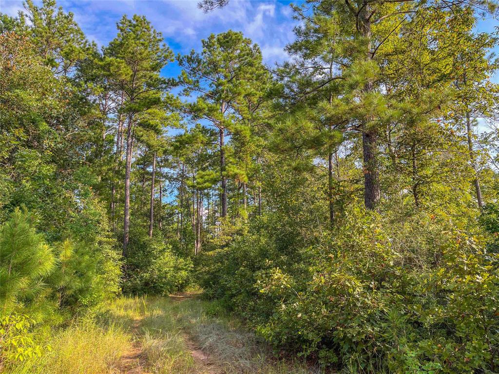 TBD Fm 2626, Newton, Texas image 12