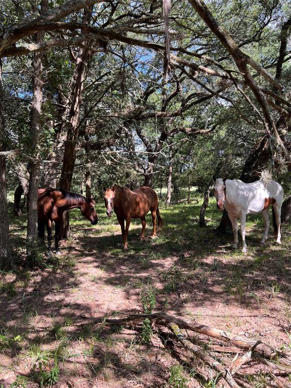 TBD Big Pasture Road, Columbus, Texas image 12