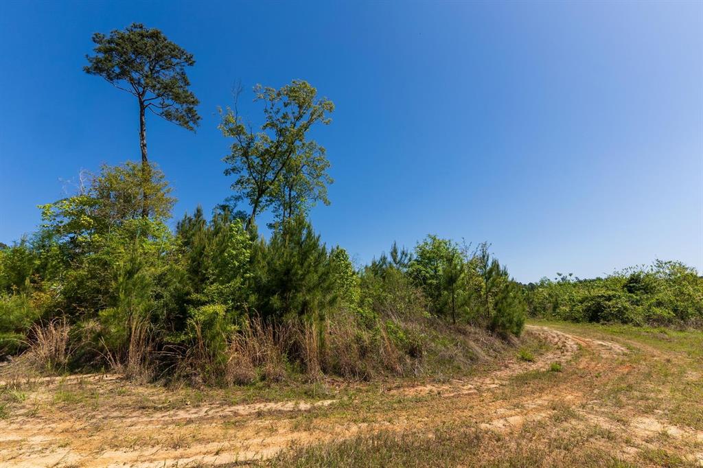 TBD State Hwy 63, Burkeville, Texas image 7