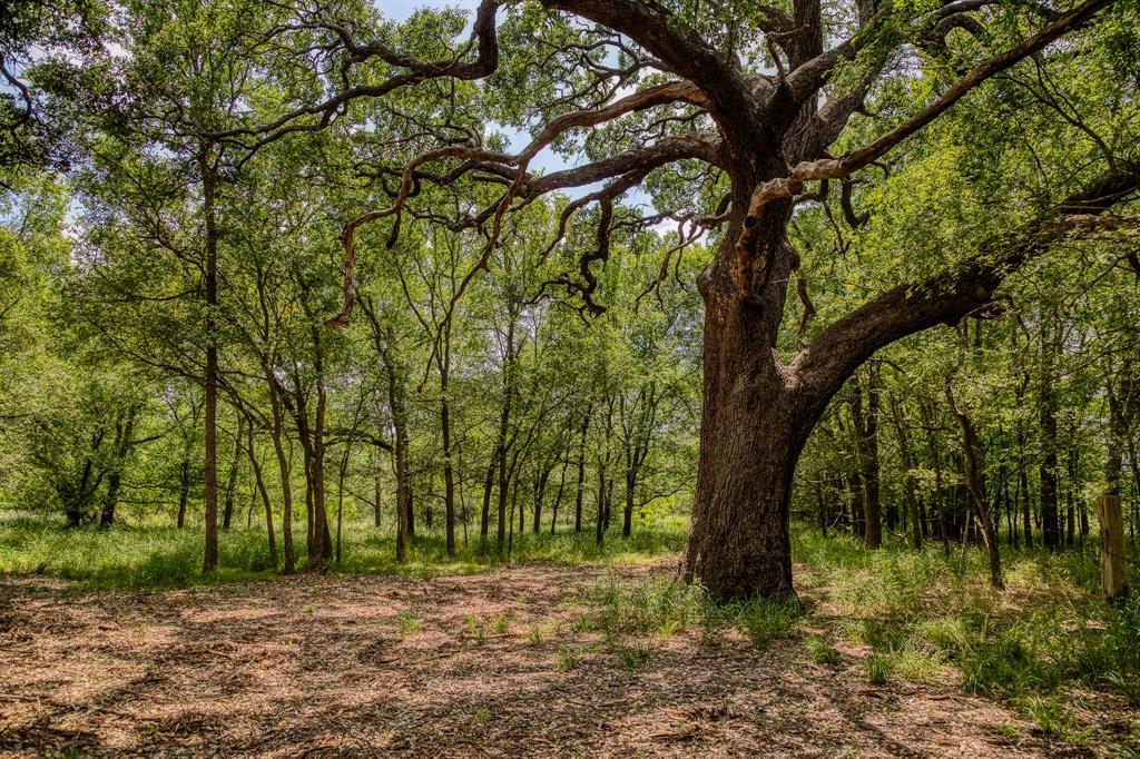 10314 County Road 276, Somerville, Texas image 2