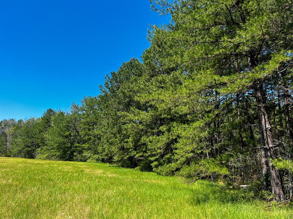 Sanford Road, Corrigan, Texas image 16