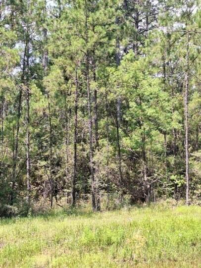 6801 Private Road 8235, Buna, Texas image 4