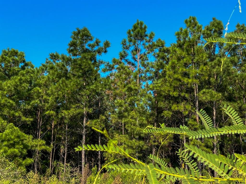 Shady Grove Rd, Woodville, Texas image 10