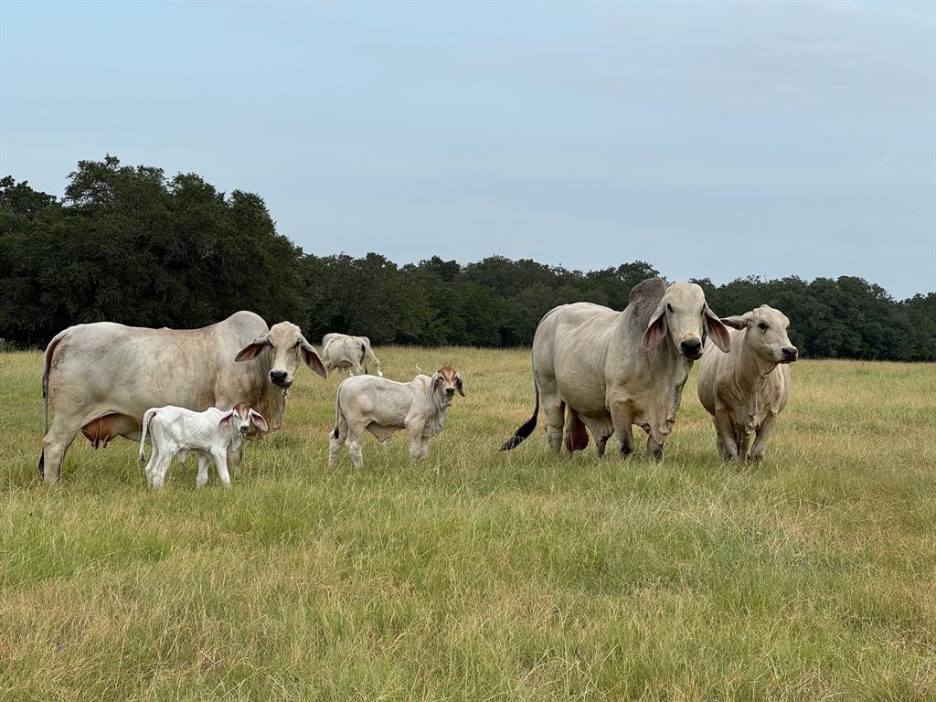 10080 Fm 682, Yoakum, Texas image 42