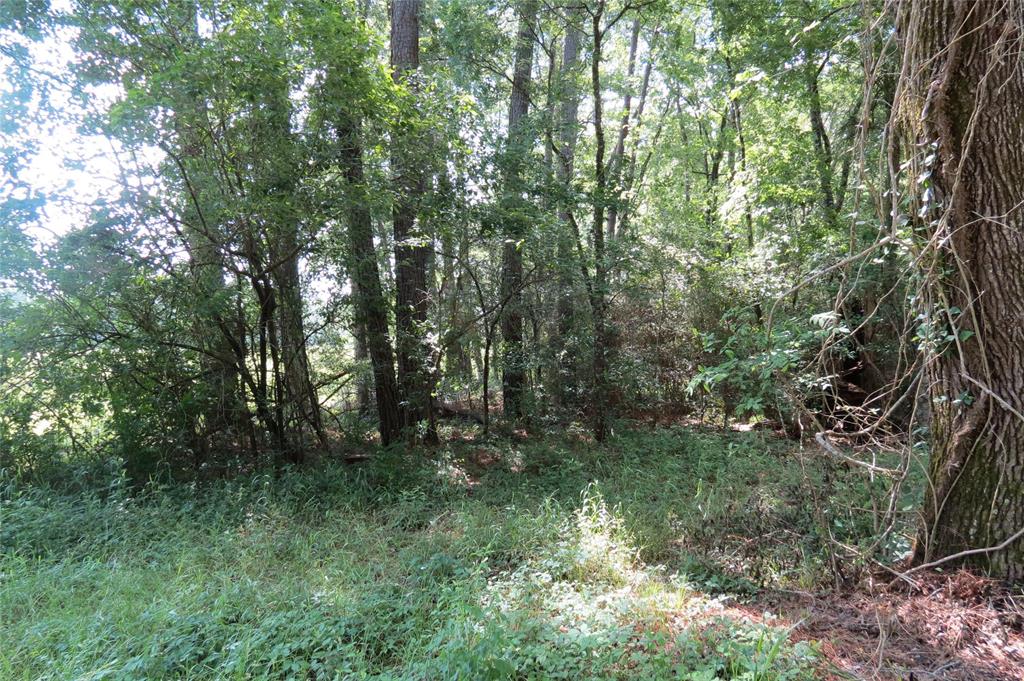 TBD Dorrell Road, Huntsville, Texas image 14