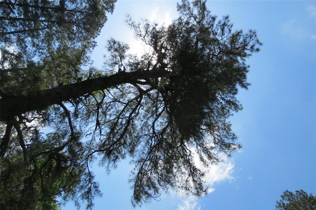 TBD Dorrell Road, Huntsville, Texas image 3
