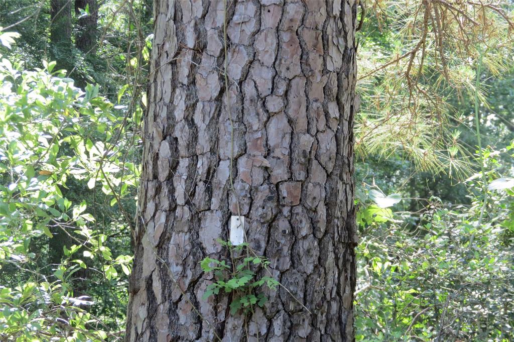 TBD Dorrell Road, Huntsville, Texas image 19