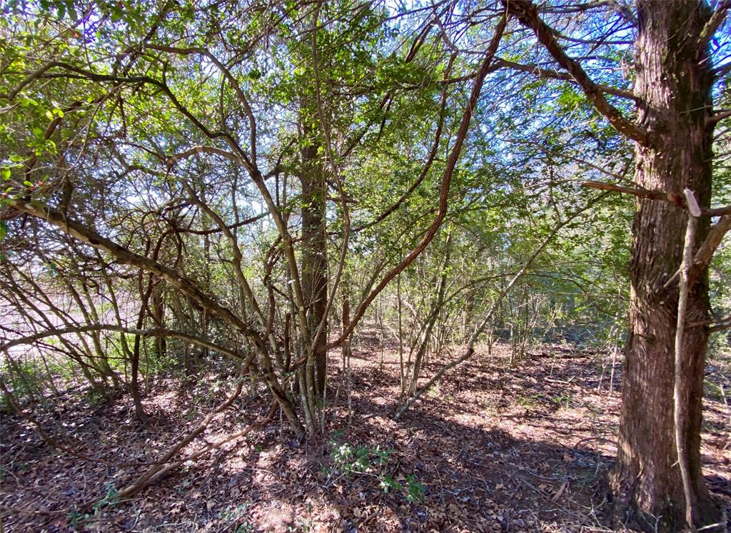 TBD County Road 401, Lexington, Texas image 7