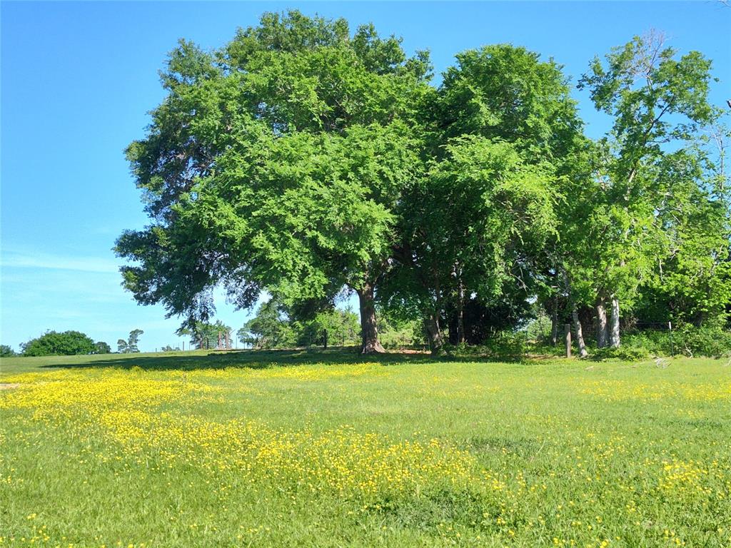 17137 Cr 319, Navasota, Texas image 9