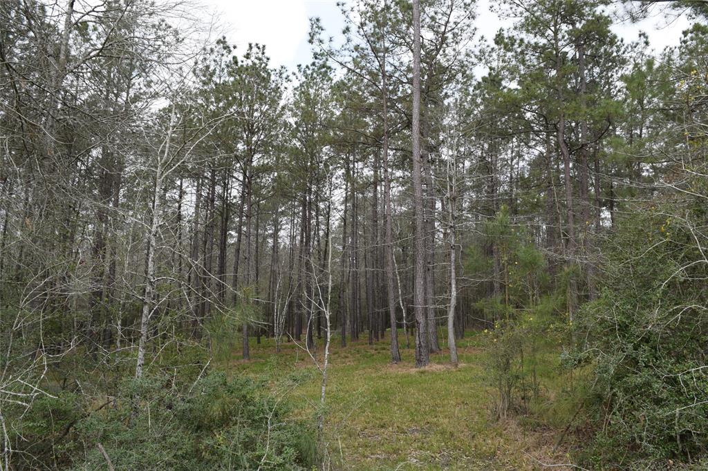 309 Exploration Road, Willis, Texas image 17