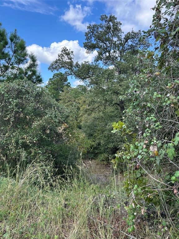 TBD Pahoiki Lane, Bastrop, Texas image 3