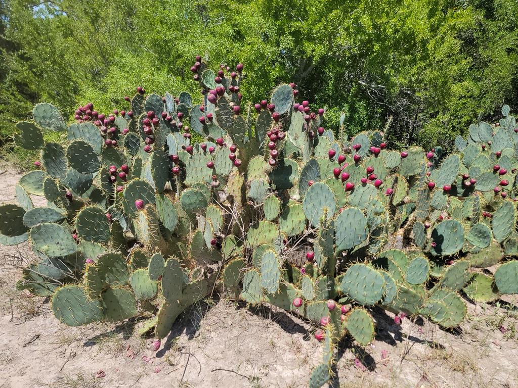 County Road 266, Poth, Texas image 39