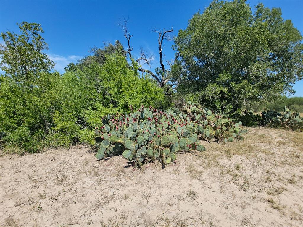 County Road 266, Poth, Texas image 38