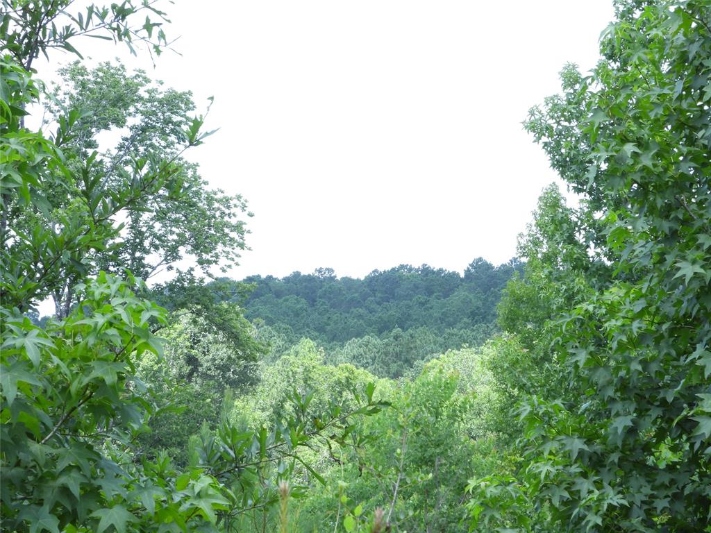 TBD Snowhill Road, Coldspring, Texas image 7