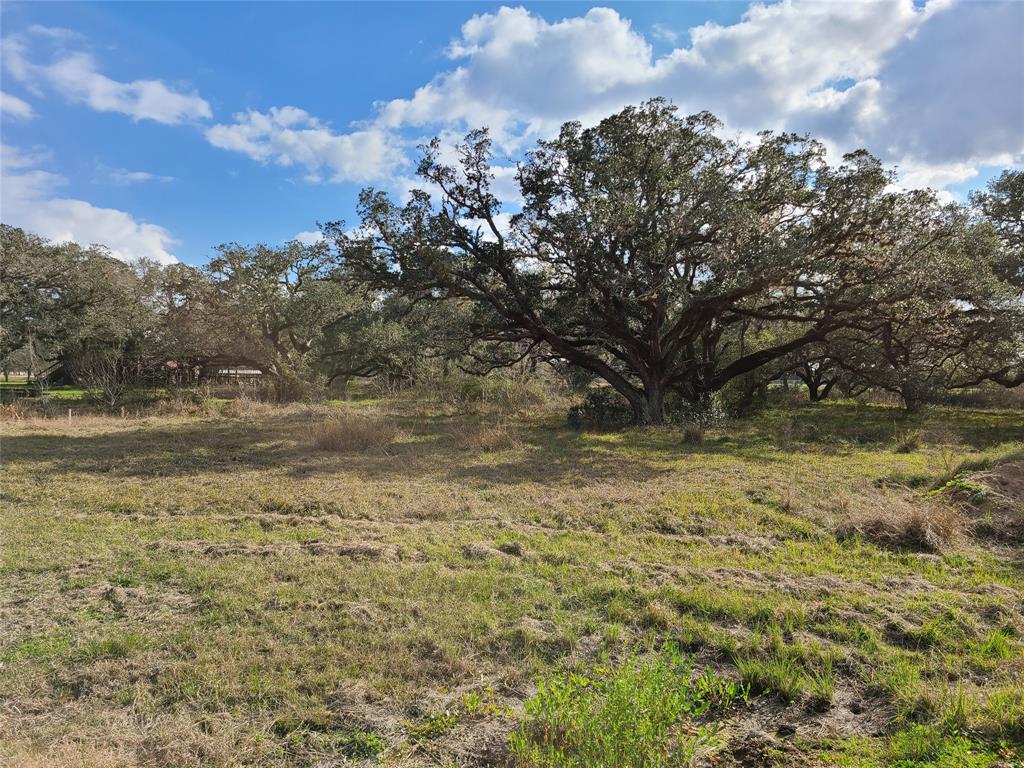 Cattle Drive, Bay City, Texas image 1