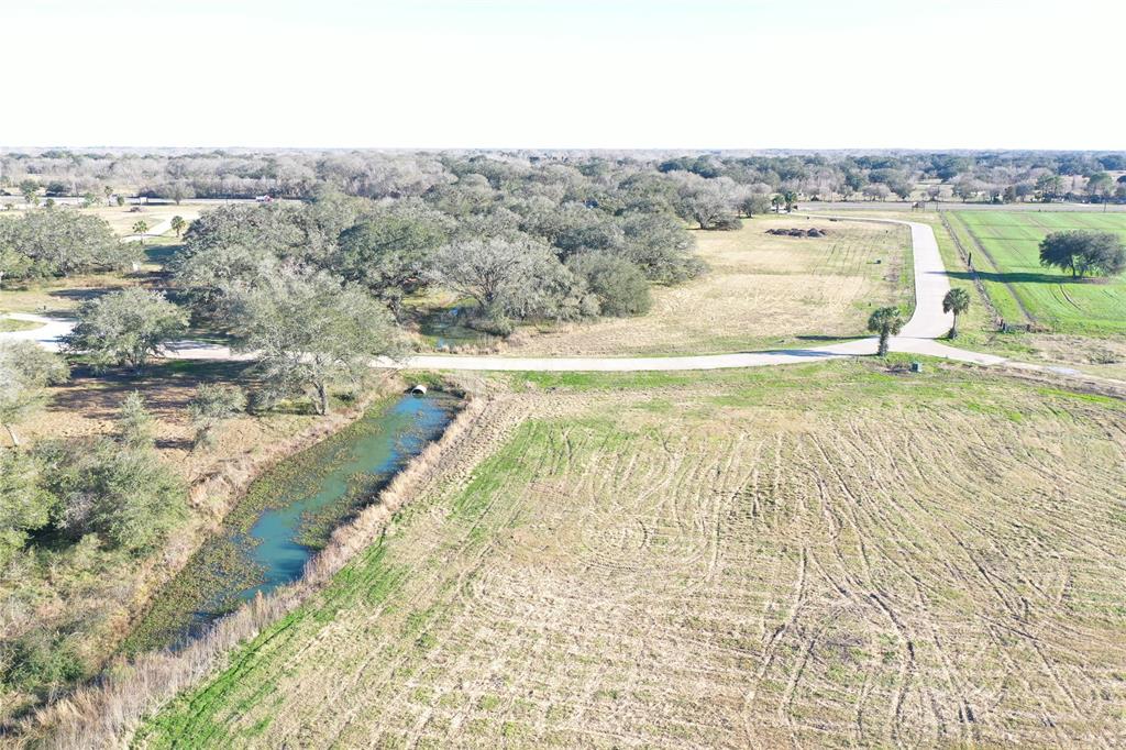 Cattle Drive, Bay City, Texas image 4