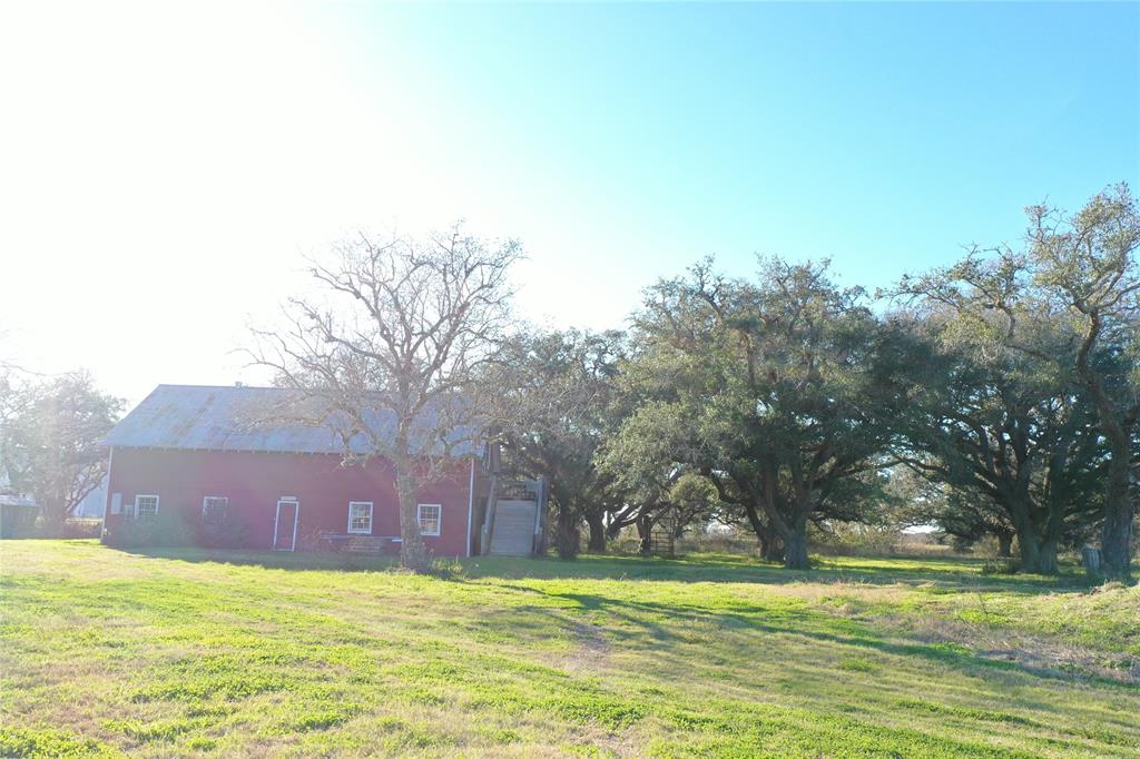 Cattle Drive, Bay City, Texas image 7