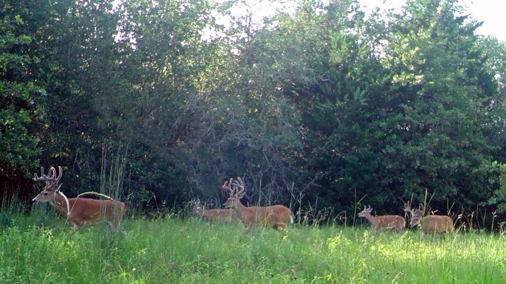 1012 Cr 438, Lexington, Texas image 20