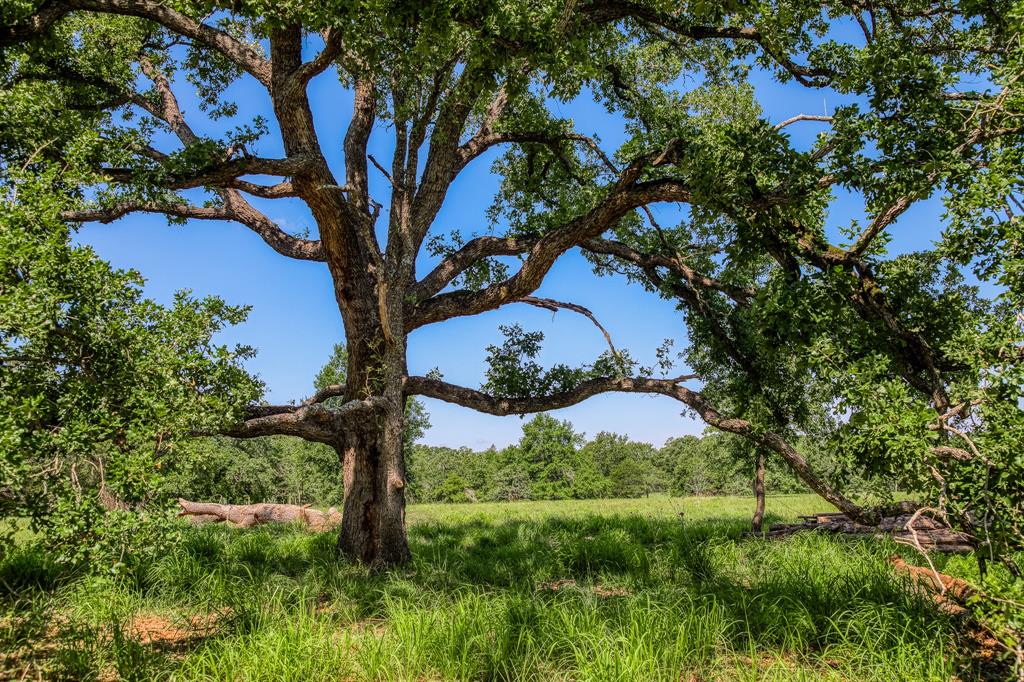 1012 Cr 438, Lexington, Texas image 27