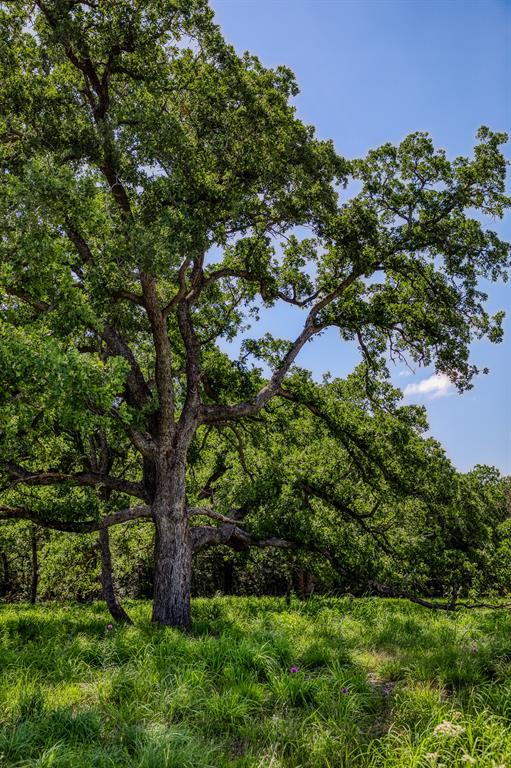 1012 Cr 438, Lexington, Texas image 28