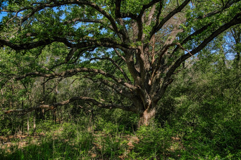 1012 Cr 438, Lexington, Texas image 16
