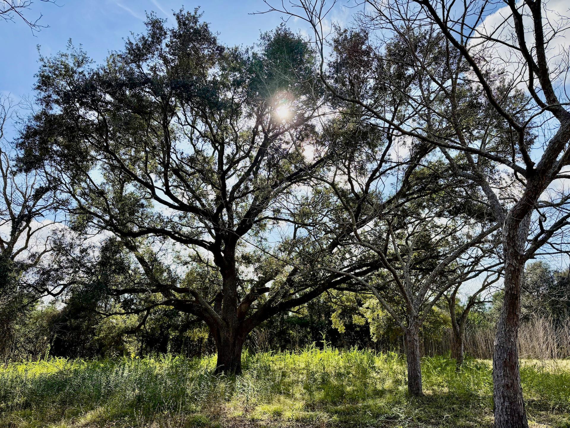 851 County Road 149 Off Tx 77511