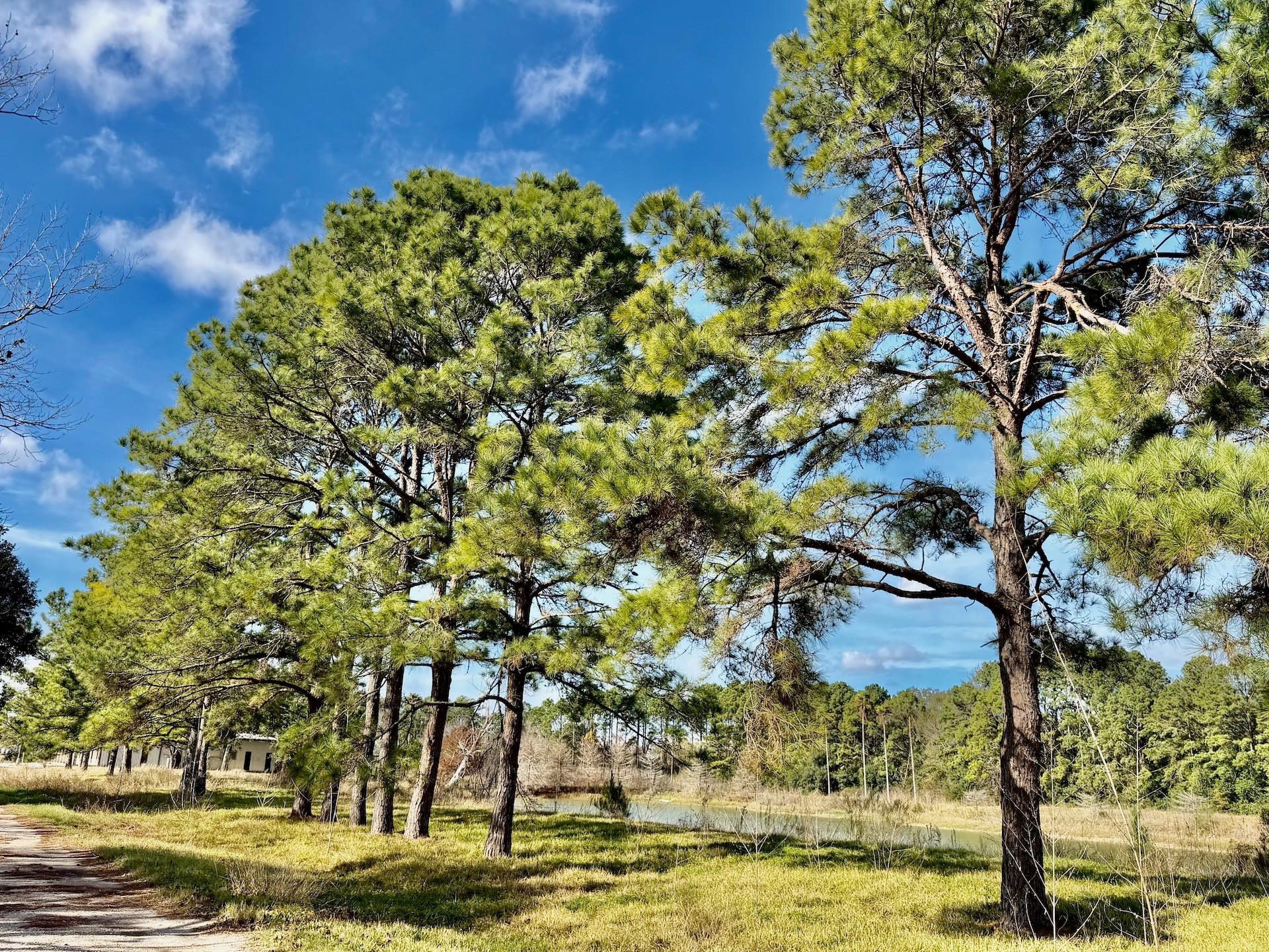 851 County Road 149 Off Tx 77511