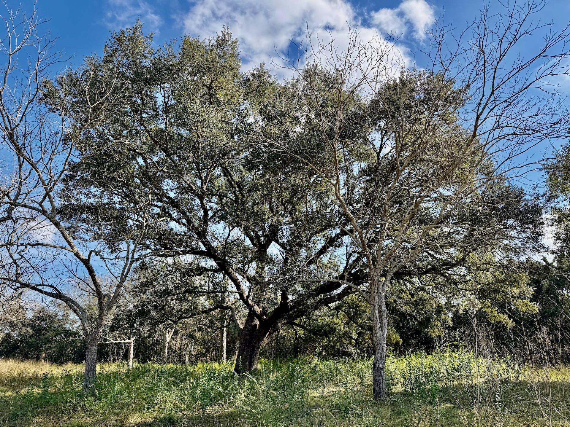 851 County Road 149 Off Tx 77511