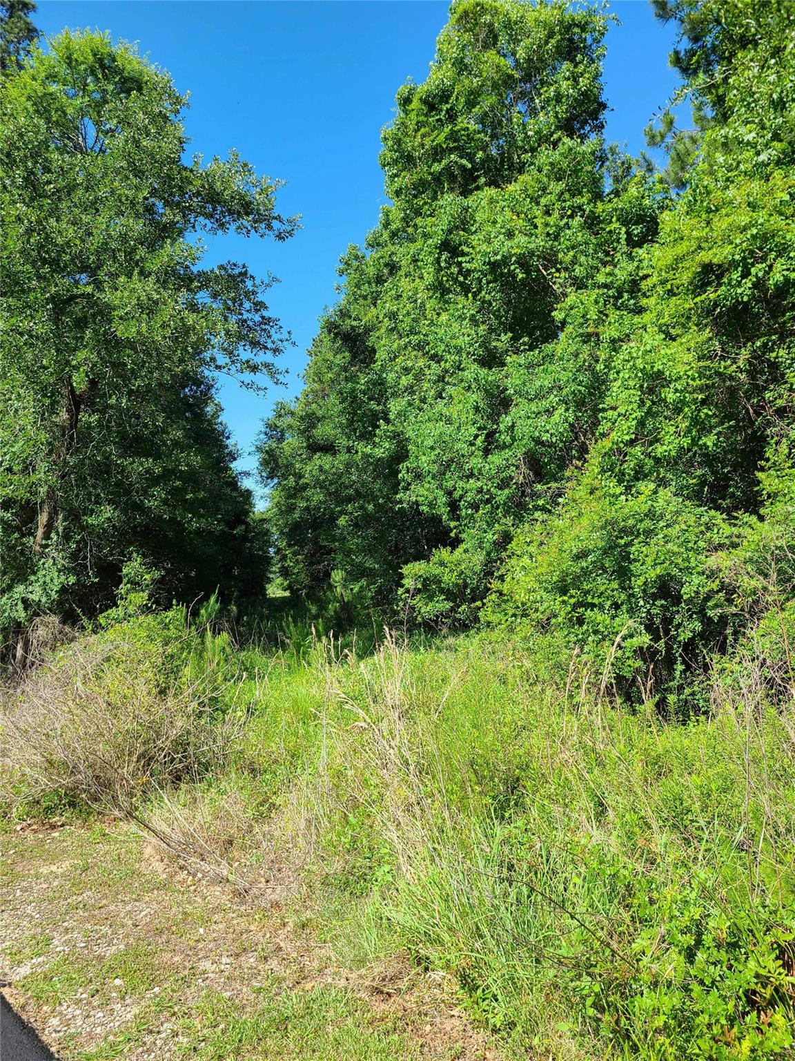 411 Springwood Drive