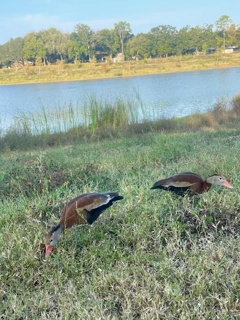 Tiny photo for 1517 Ramada Drive #1517, Houston, TX 77062 (MLS # 14365683)