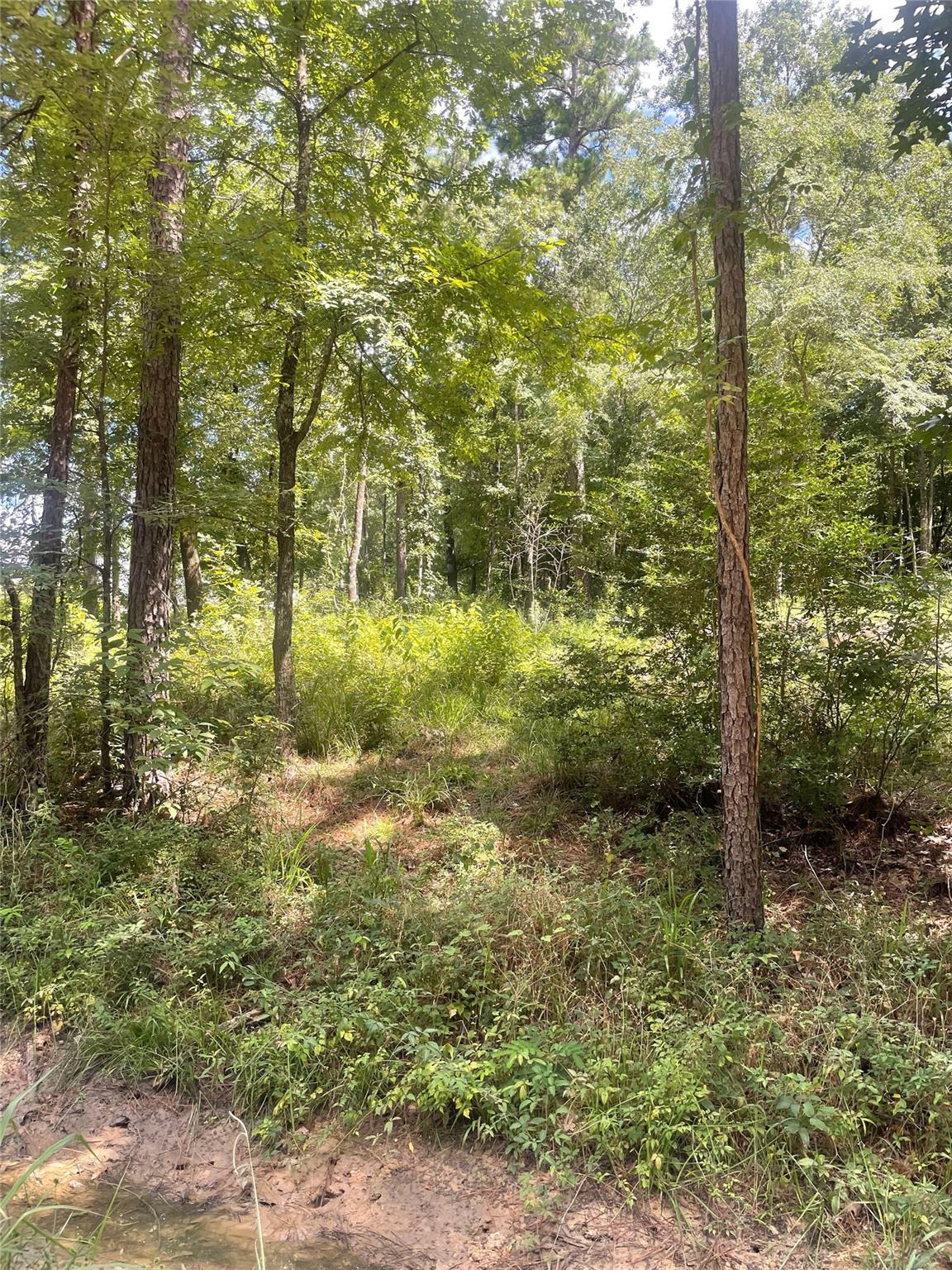 70 Tall Timbers Trail
