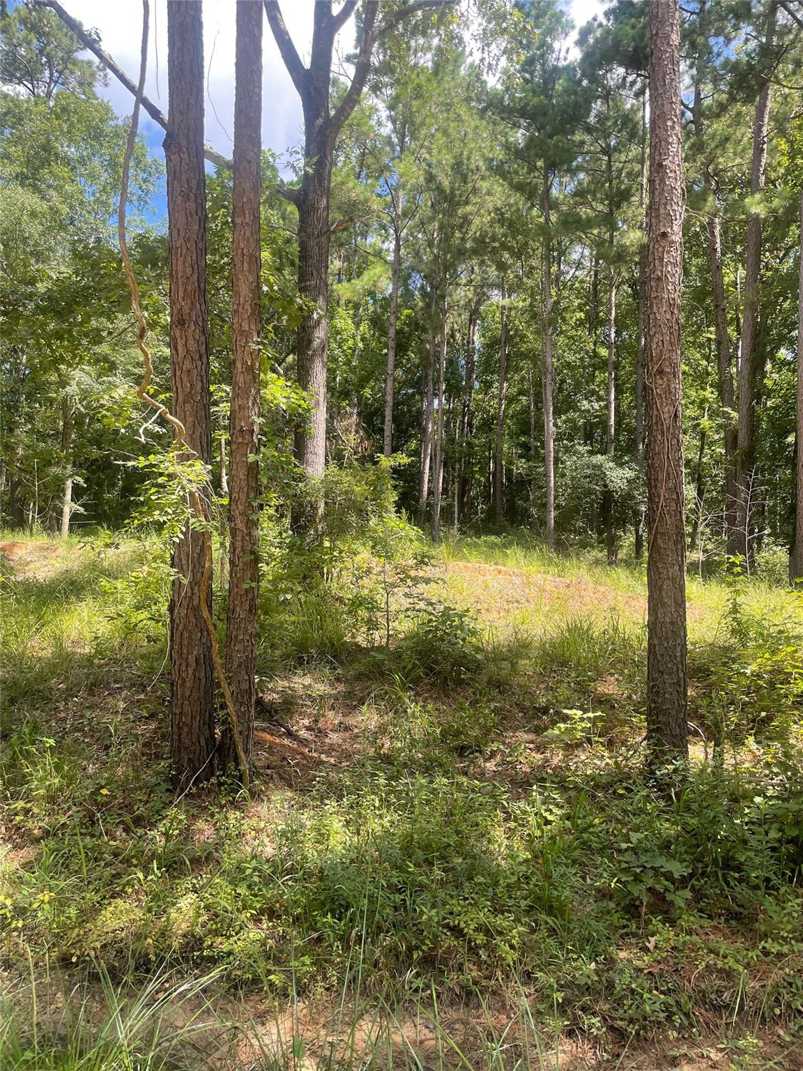 70 Tall Timbers Trail