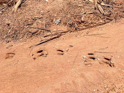 Tiny photo for 7 Benny Griffin Road, Dallardsville, TX 77351 (MLS # 81423643)