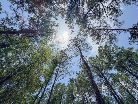 Tiny photo for 7 Benny Griffin Road, Dallardsville, TX 77351 (MLS # 81423643)