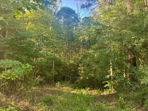 Photo of TBD County Road 1039, Burkeville, TX 75932 (MLS # 59289040)
