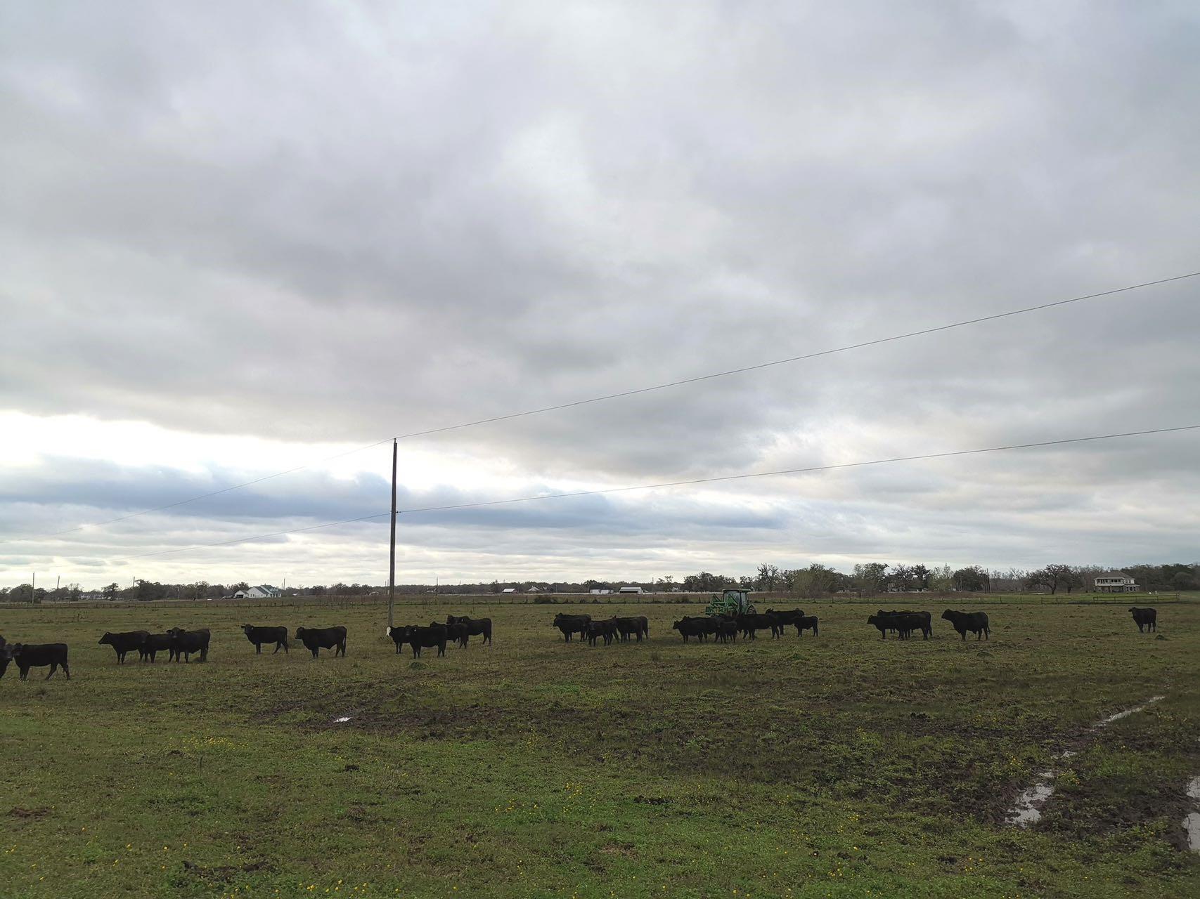 16411 Majestic Oaks Drive