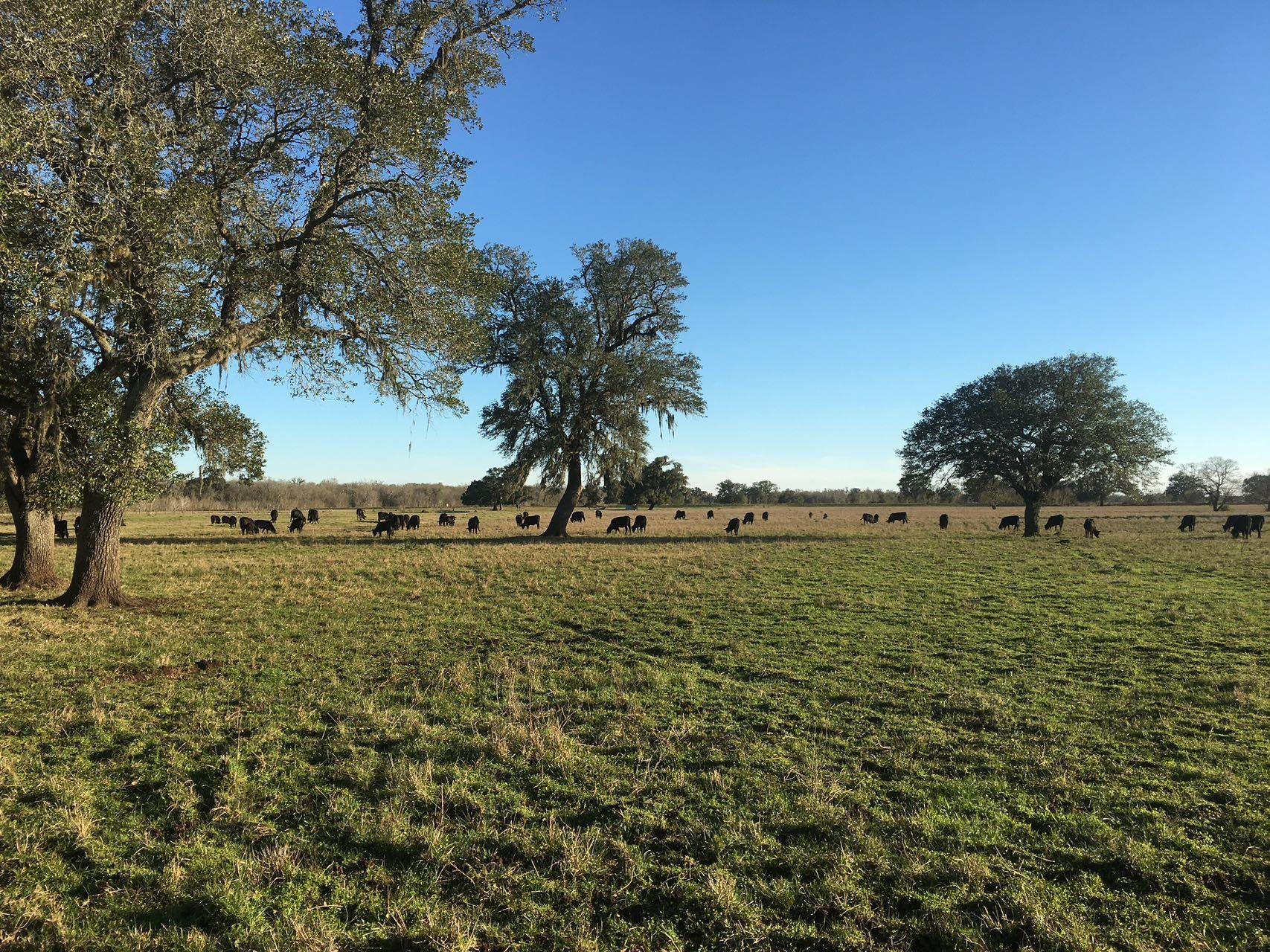 16411 Majestic Oaks Drive