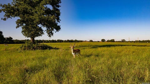Photo of 14 Pr 4100 W, Marquez, TX 77865 (MLS # 50479808)